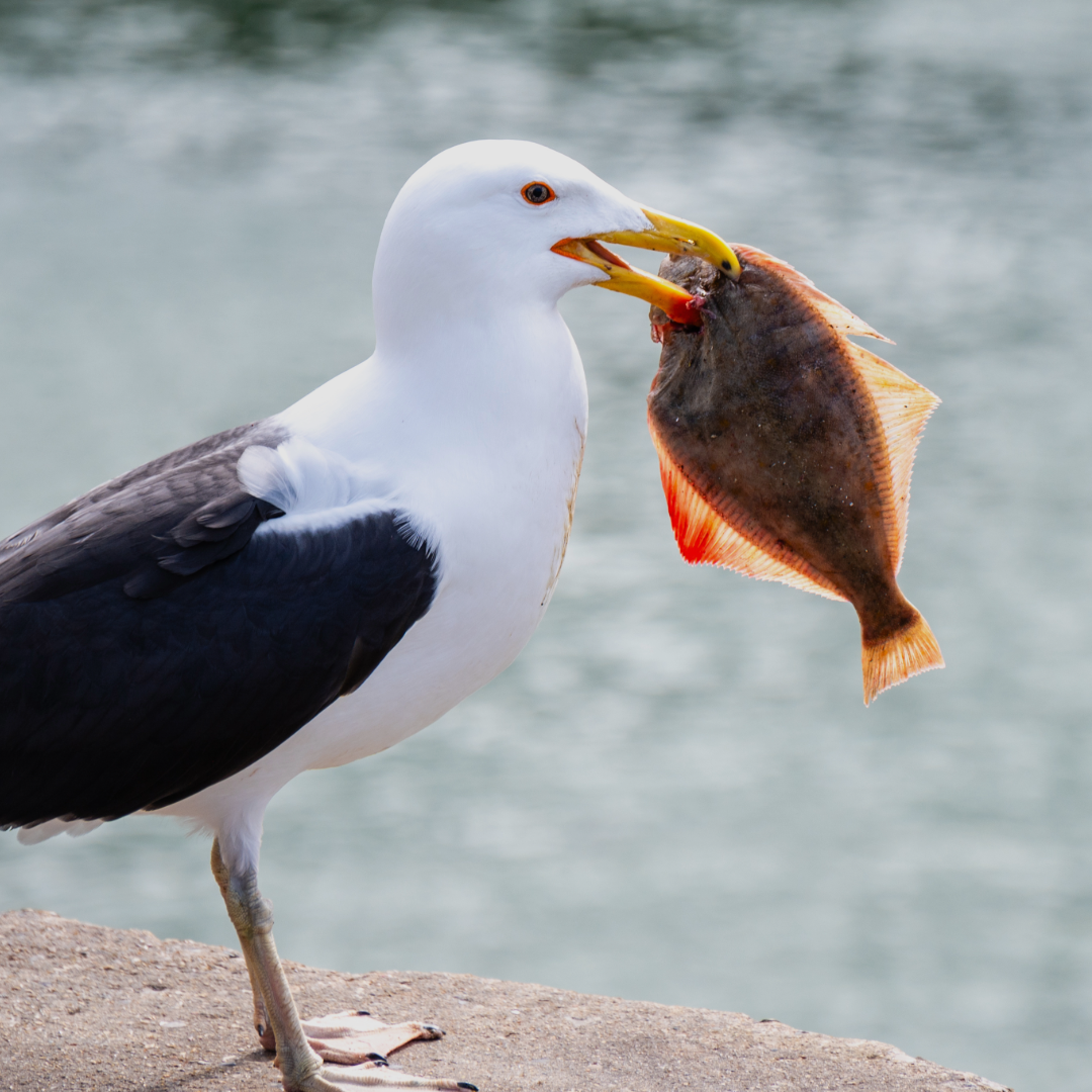 Möwe mit gefangenem Fisch im Schnabel