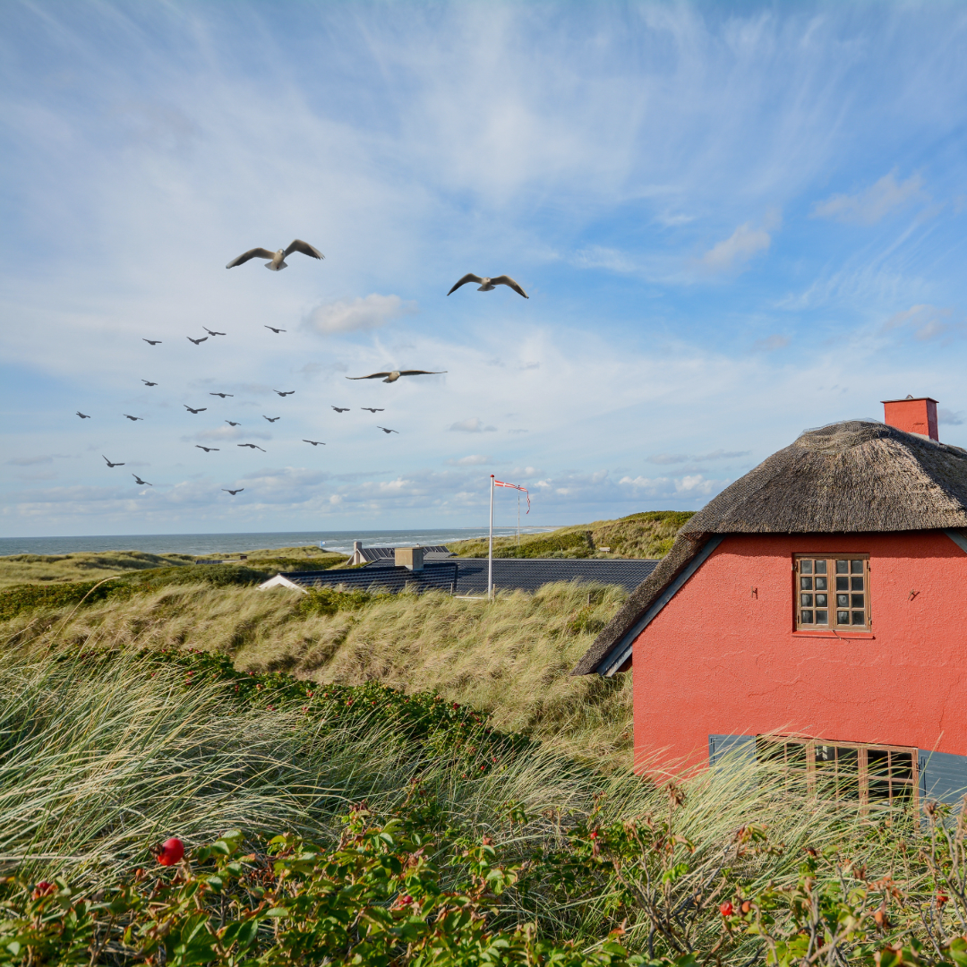 Graslandschaft in den D&uuml;nen an der Ostsee, mit Haus und M&ouml;wen in der Luft